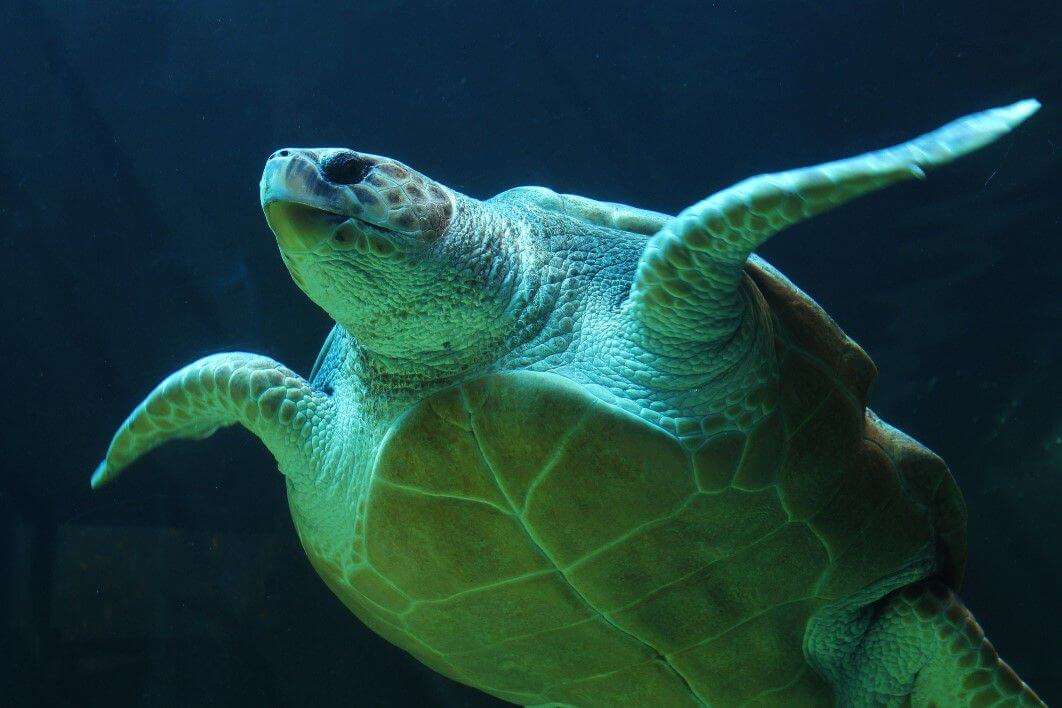 Enormous tortise sets world record for largest freshwater